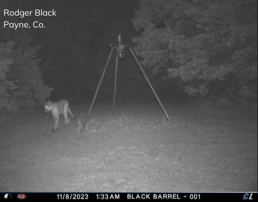Mountain Lion in Payne County