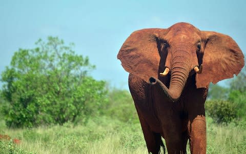 Africa has lost 30 percent of its elephants in less than a decade - Credit: TONY KARUMBA/AFP