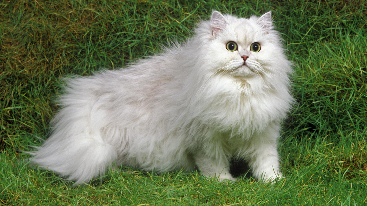  Beautiful white persian cat on grass. 