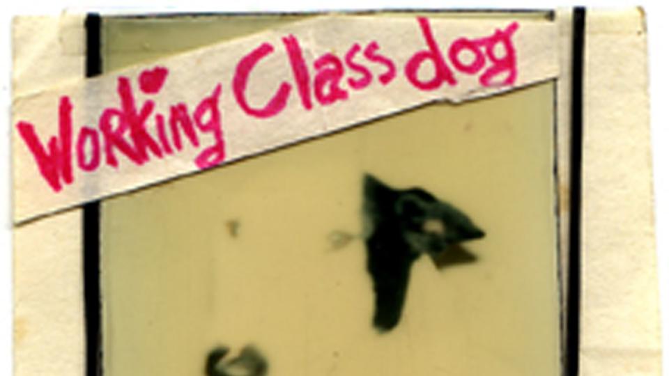 Rick Springfield Working Class Dog era