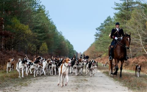 The pack of dogs was hunting deer (file photo) - Credit: Guilhem Baker