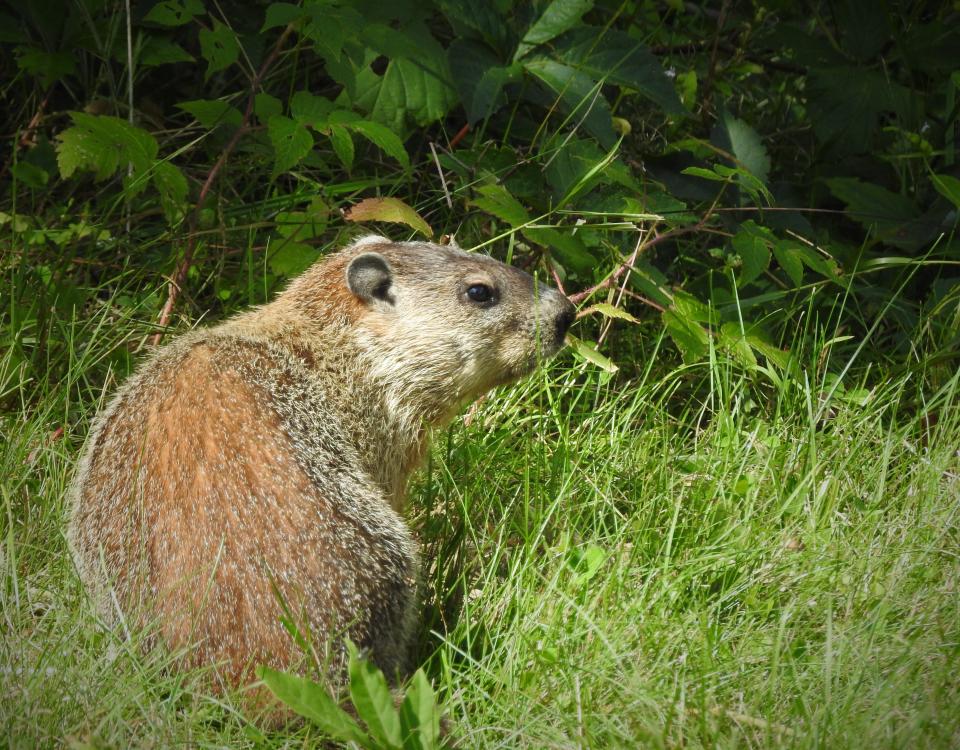 A woodchuck is built for burrowing with short, powerful legs, sharp claws, and fur-covered ears that help keep out dirt