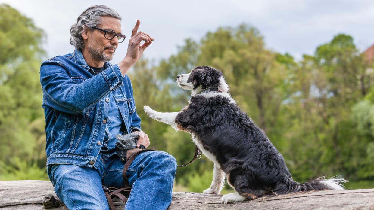  Senior man teaching his puppy in the park 