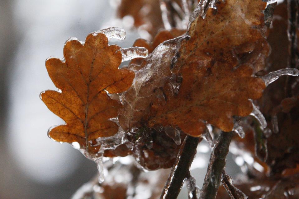 Tree leaves are covered with ice after freezing rain in Toronto