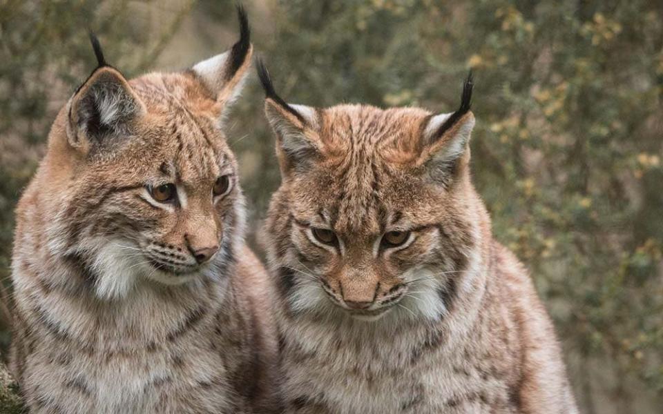 Newquay Zoo, Cornwall