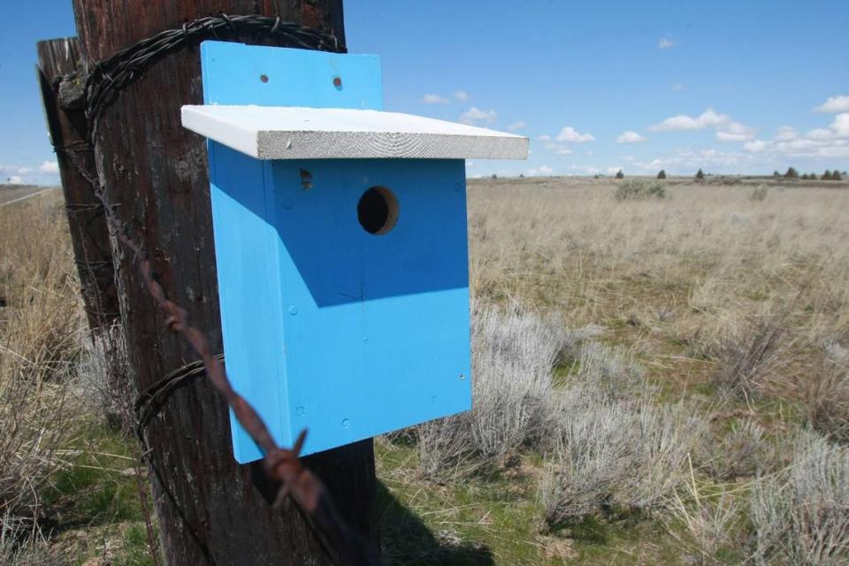 A bright blue nesting box for bluebirds stands out against the landscape and heavy fence post its mounted to outside of Bickleton. Hundreds of the tiny birdhouses, in various stages of upkeep, are easily spotted along the roads around the community of 90 people. #13