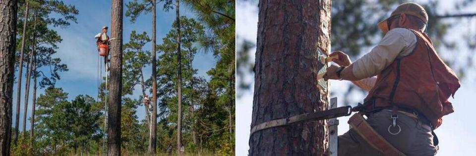 Technicians install human-made woodpecker nesting cavities into trees at Sprewell Bluff in October.