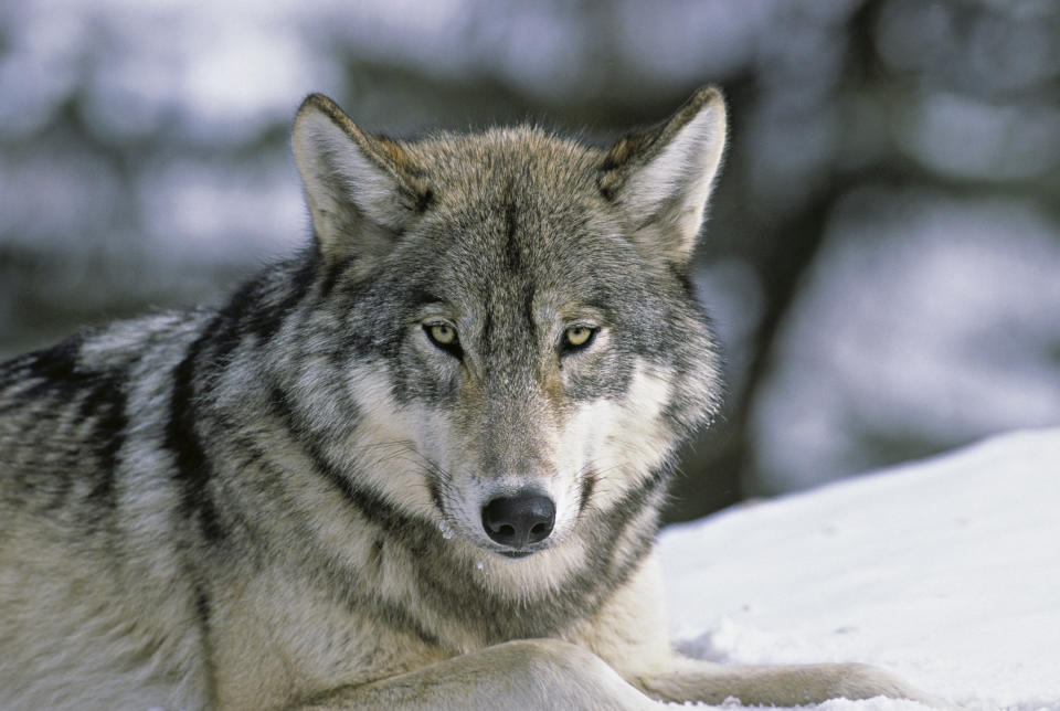 A close up portrait of a Wild Wolf laying down.