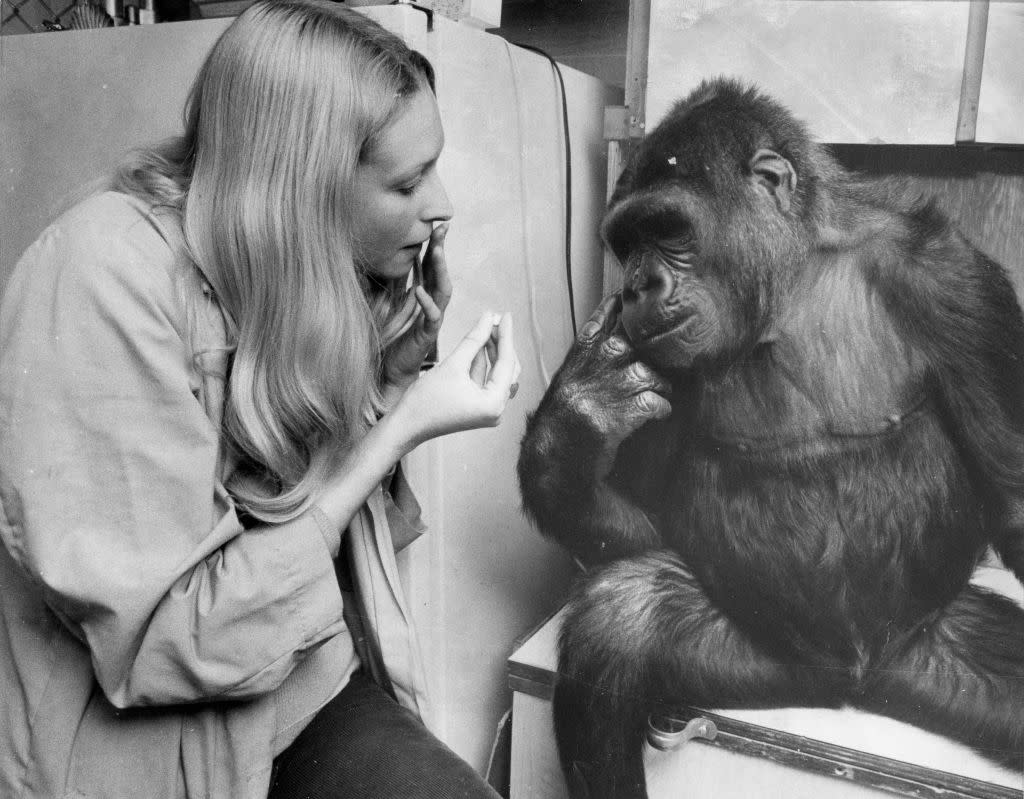 https://www.gettyimages.co.uk/detail/news-photo/koko-the-gorilla-with-trainer-penny-patterson-who-his-news-photo/1298948545