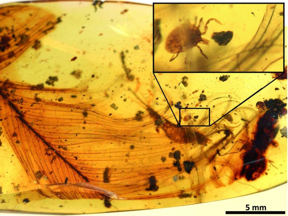 The 99 million year-old amber fossil containing a dinosaur feather accompanied by a tick (Nature Communications; Peñalver et al.)