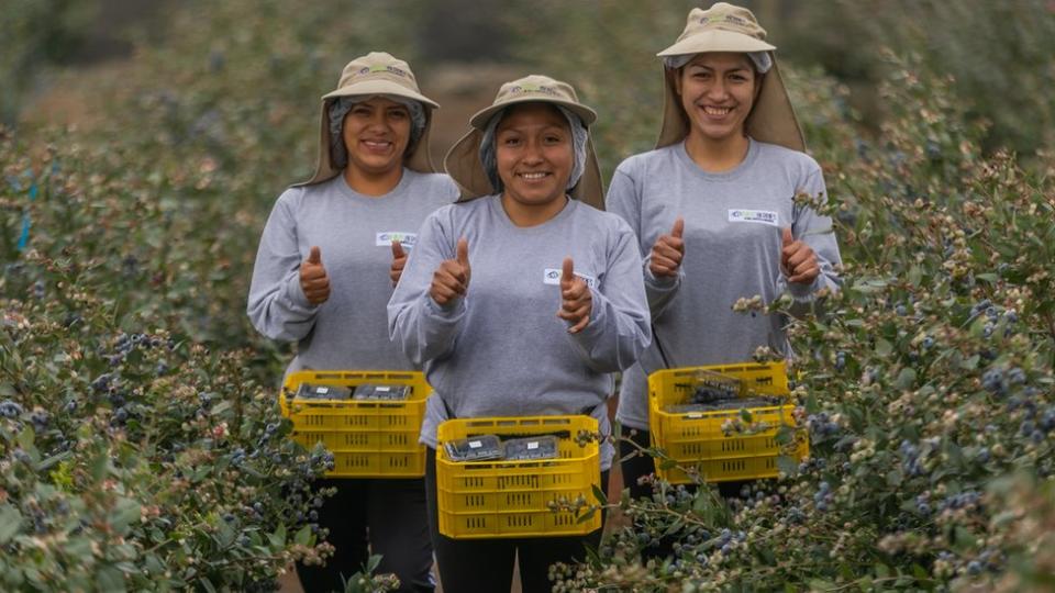 Tres trabajadoras en un campo de arándanos en Perú.