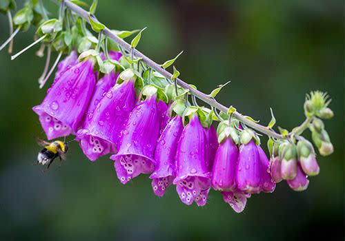 6) Foxglove