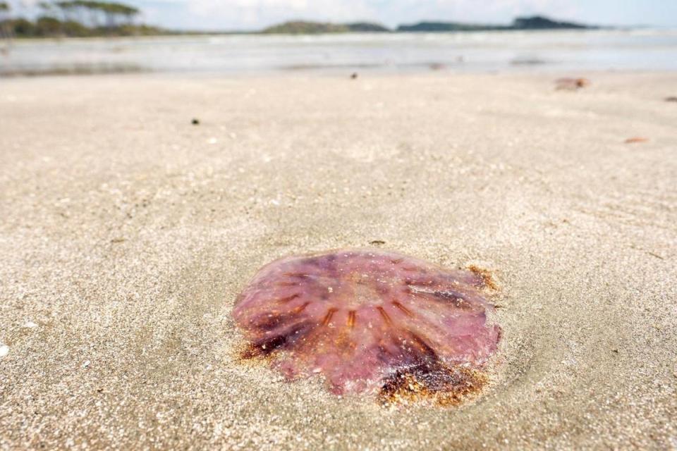 Hundreds of jellyfish identified by the S.C. Department of Natural Resources as “Lion’s Mane Jellyfish” (Cyanea capillata) washed up on the North Myrtle Beach shoreline this weekend. According to S.C. Department of Health and Environmental Concerns he Lion’s Mane are known as moderate stingers, and often describe as a burning sensation rather than a sting. April 19, 2021. JASON LEE