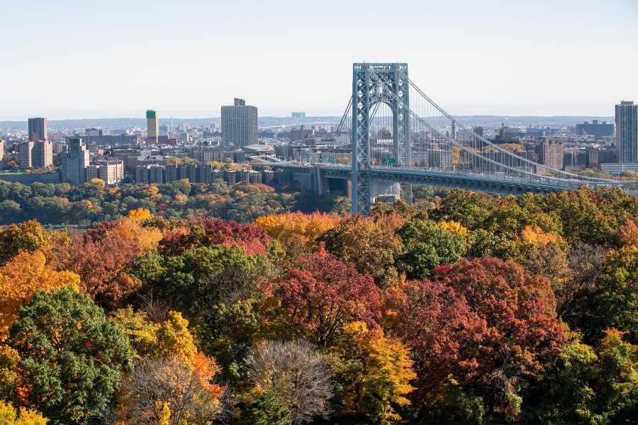 Fall foliage is on trees in Fort Lee, New Jersey, near the George Washington Bridge on Saturday, October 29, 2022. (AP Photo/Ted Shaffrey)