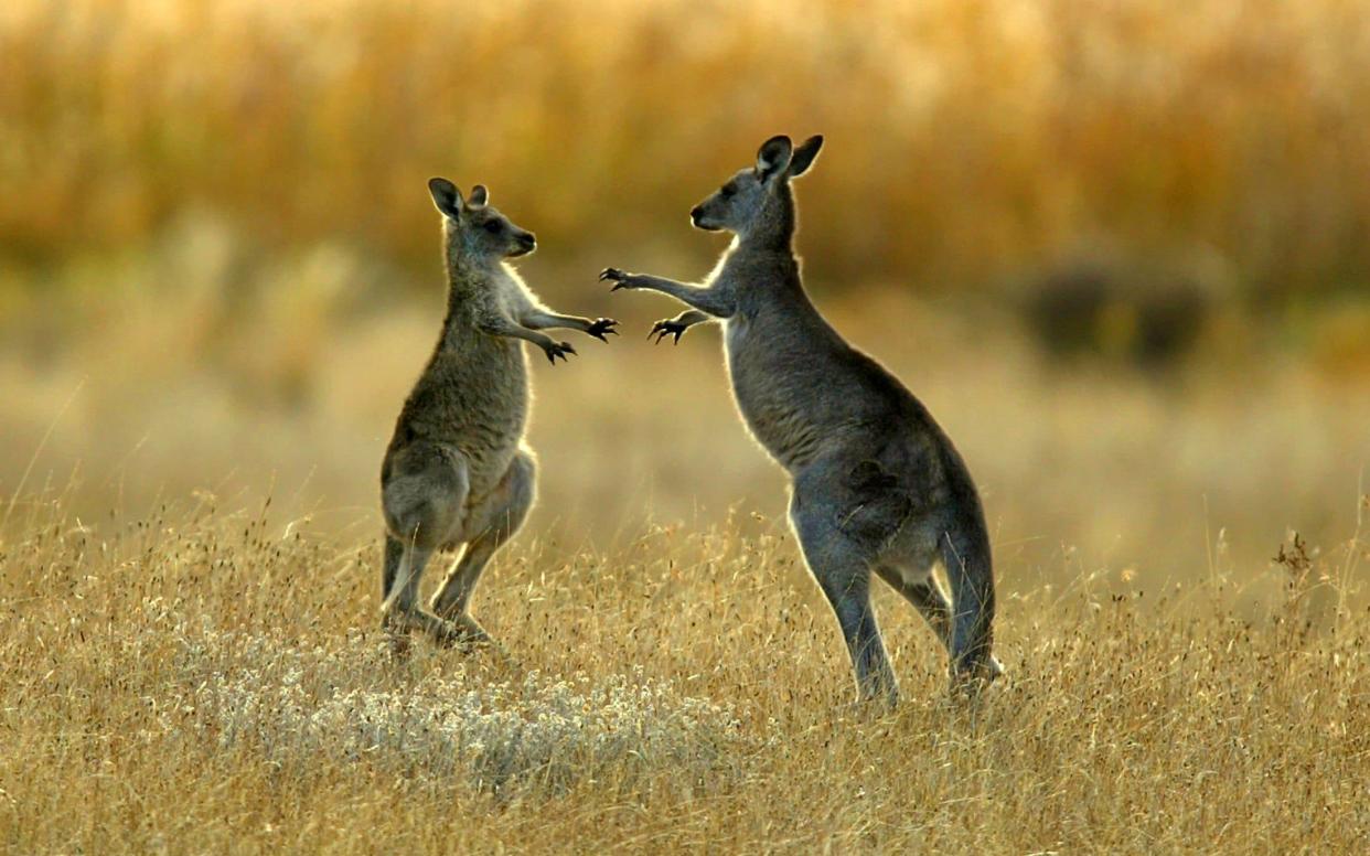 Kangaroos sparring in a national park near Canberra - Reuters