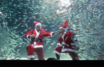 SEOUL, SOUTH KOREA - DECEMBER 08: South Korean divers clad in Santa Claus costume swim with sardines at The Coex Aquarium on December 8, 2012 in Seoul, South Korea. Even though the official religion of South Korea is Buddhism, about 30 percent of it is Christian and Christmas is one of the biggest holidays to be celebrated in South Korea. (Photo by Chung Sung-Jun/Getty Images)