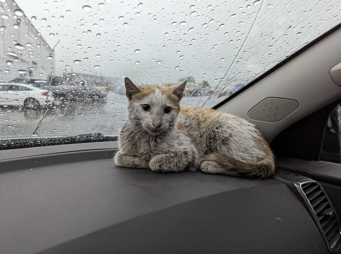 A cat on a dashboard