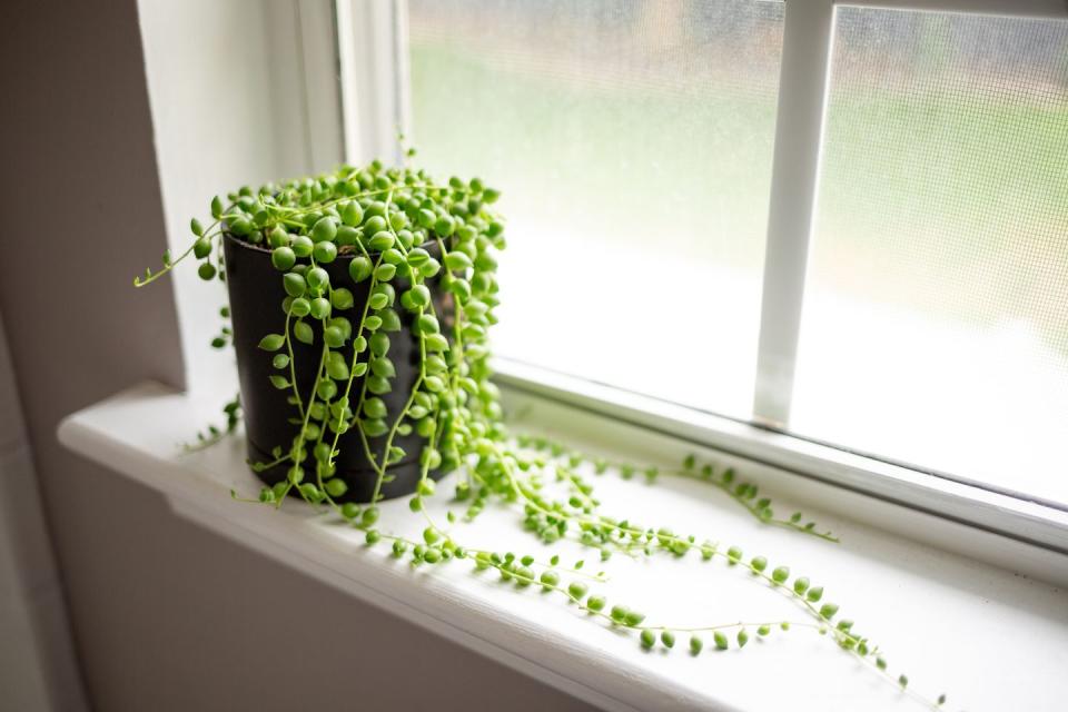 2) String of Pearls