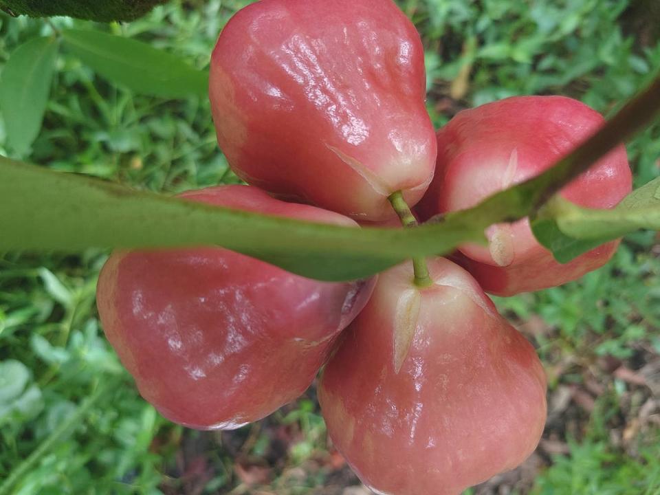 ▲粉紅種蓮霧遇大雨及高溫容易裂果。