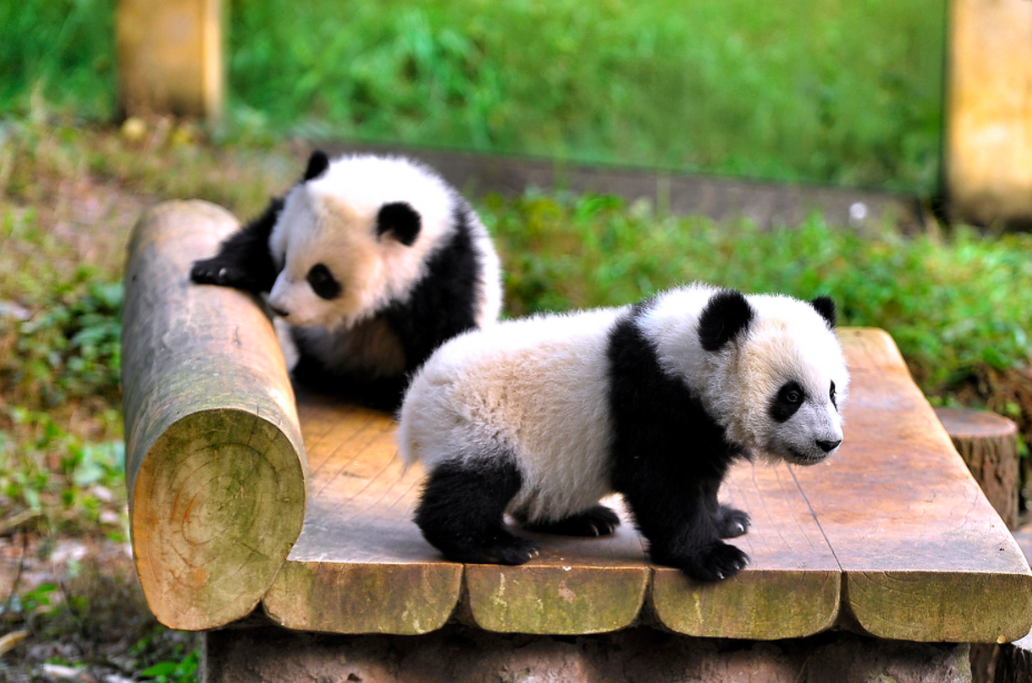 Baby pandas Chongqing zoo