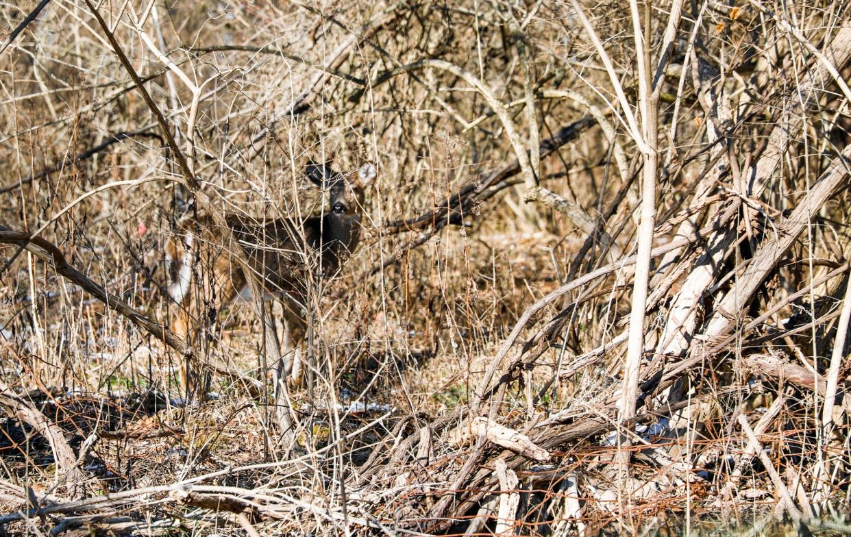 A deer stands in the woods near Griffy Lake on Dec. 28, 2017, in Bloomington. The first deer hunt or cull at the city nature preserve was conducted in 2017. In November 2021, 47 deer were killed.