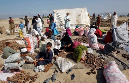 FILE PHOTO: Afghans work on a pine nuts field in Jalalabad province