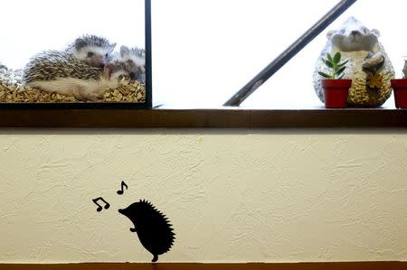 Hedgehogs sit in a glass enclosure at the Harry hedgehog cafe in Tokyo, Japan, April 5, 2016. REUTERS/Thomas Peter