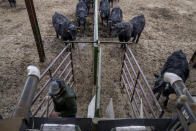 Cattle wait for Conner Cox, infield service technician with C-Lock, to finish servicing a GreedFeed machine so they can enter to receive treats of alfalfa pellets at Colorado State University's research pens in Fort Collins, Colo., Wednesday, March 8, 2023. The methane, carbon and other gases that cattle breathe out are measured in the machines while the pellets entice them to stay and keep eating. (AP Photo/David Goldman)