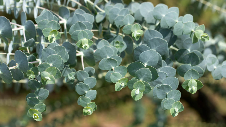 A eucalyptus tree