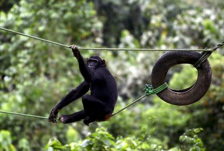 A chimpanzee rests on a rope tied to car tyres at the Uganda Wildlife Education Centre in Entebbe near Uganda's capital Kampala, in this October 31, 2014, file photo. REUTERS/Edward Echwalu/Files