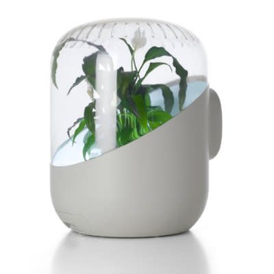 The Andrea Air Purifier ($200).