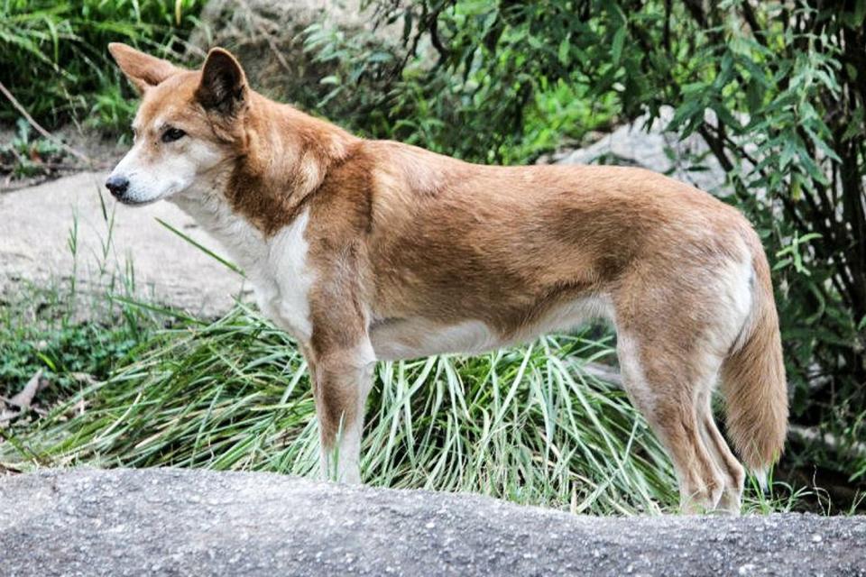 The boy suffered puncture wounds to his legs after the dingo tried to drag him off (Mariamichelle/Pixabay)