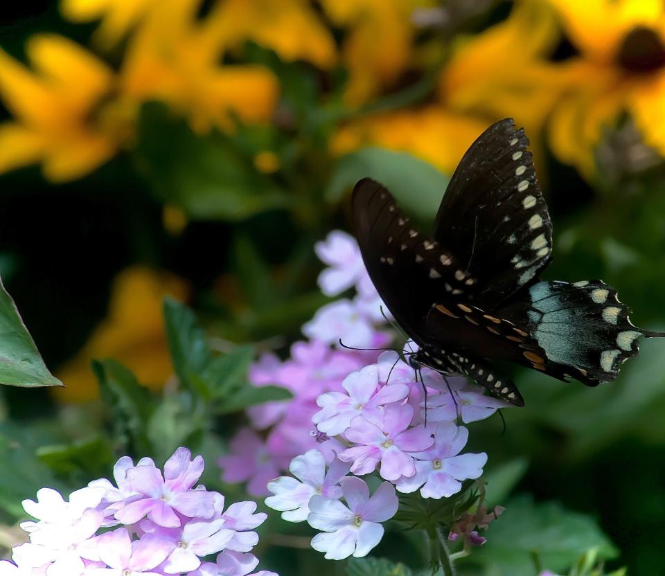 This Spicebush Swallowtail also finds the Superbena Pink Cashmere verbena to be on the nectar.