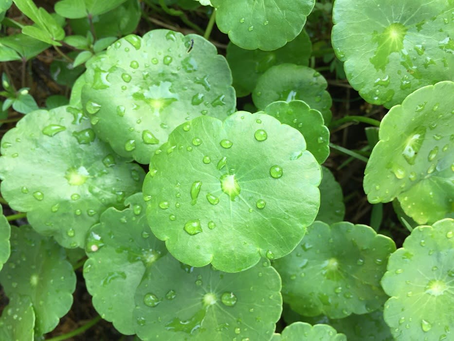 Water Pennywort (Indian name Gotu Kola or Mandukaparni) a herb used in Ayurveda