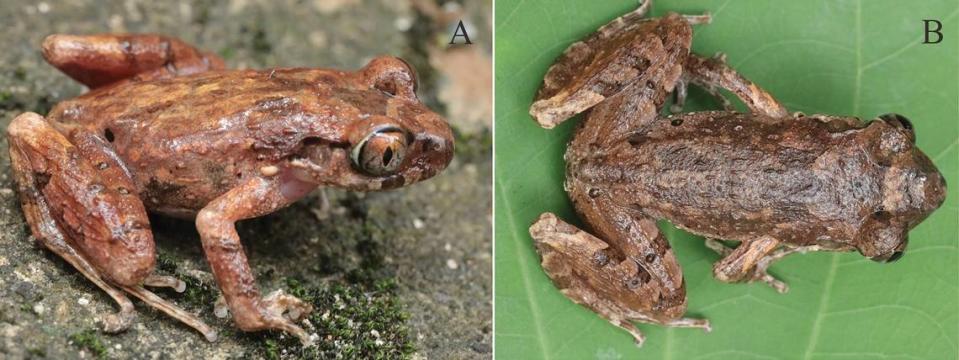 The toads have bi-colored eyes and orange bumps along their sides.