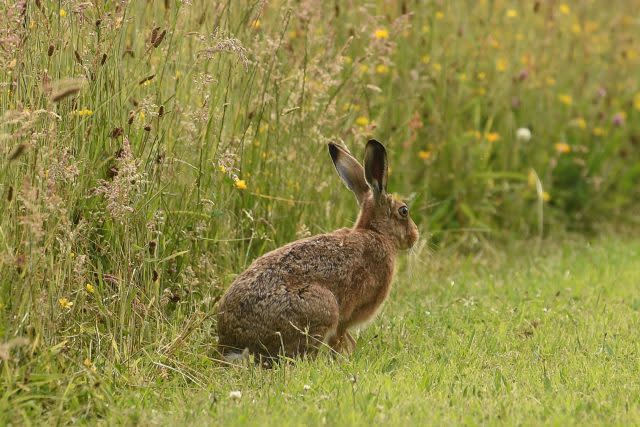 A hare sits in the grass in High Wood Cemetery in Bulwell, Nottingham