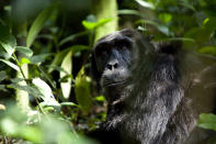 DisneyNature's "Chimpanzee" - 2012