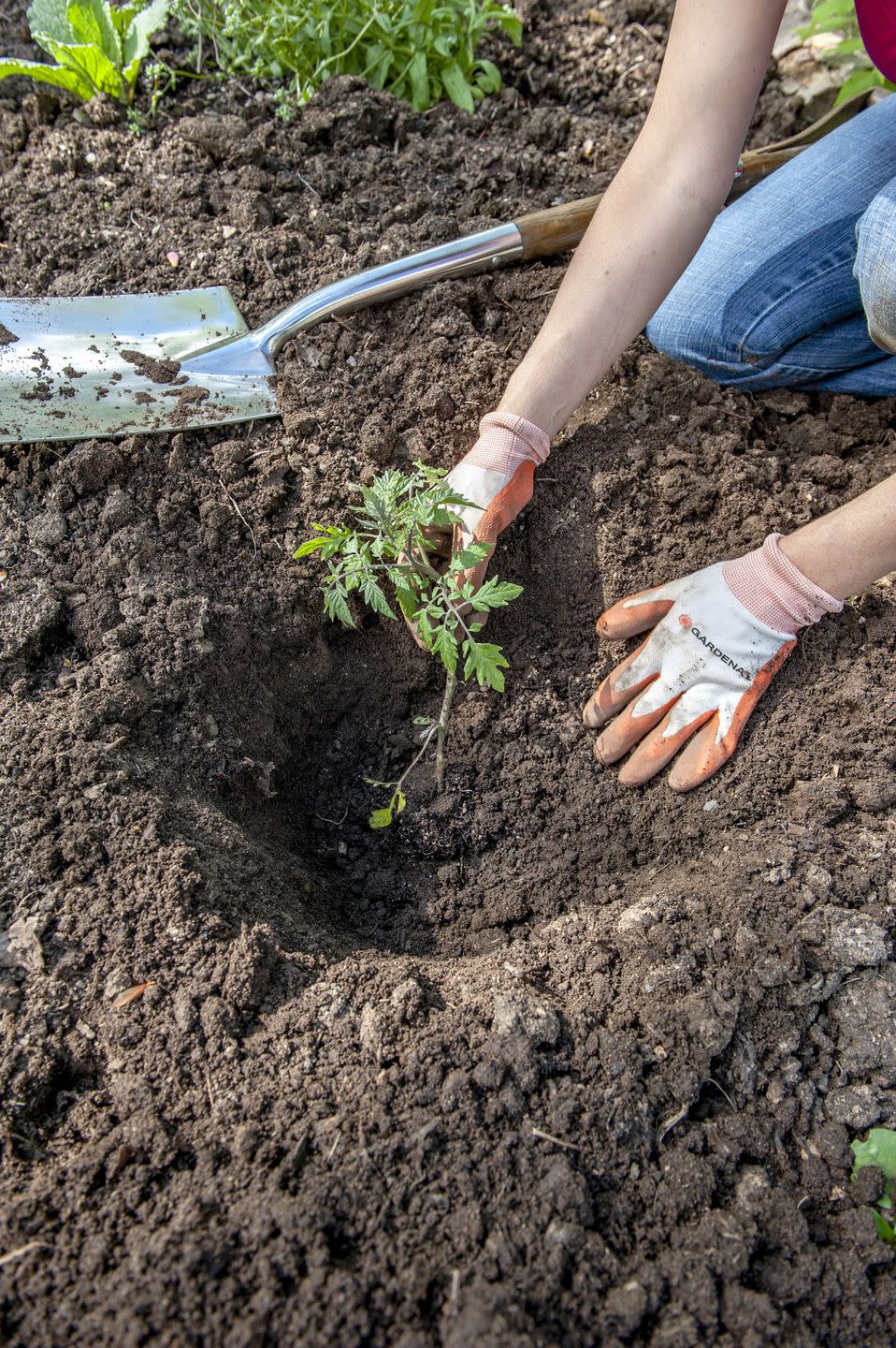 hands of female gardener planting tomatoes in garden, halifax, nova¬¨√ùscotia, canada