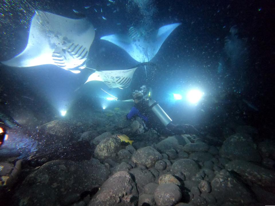 Jack’s Diving Locker on the Big Island offers a chance to swim with manta rays at night.