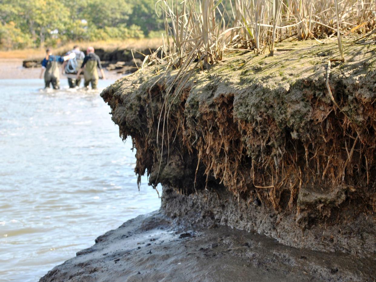 Eroding salt marsh creek bank with green crab burrows.