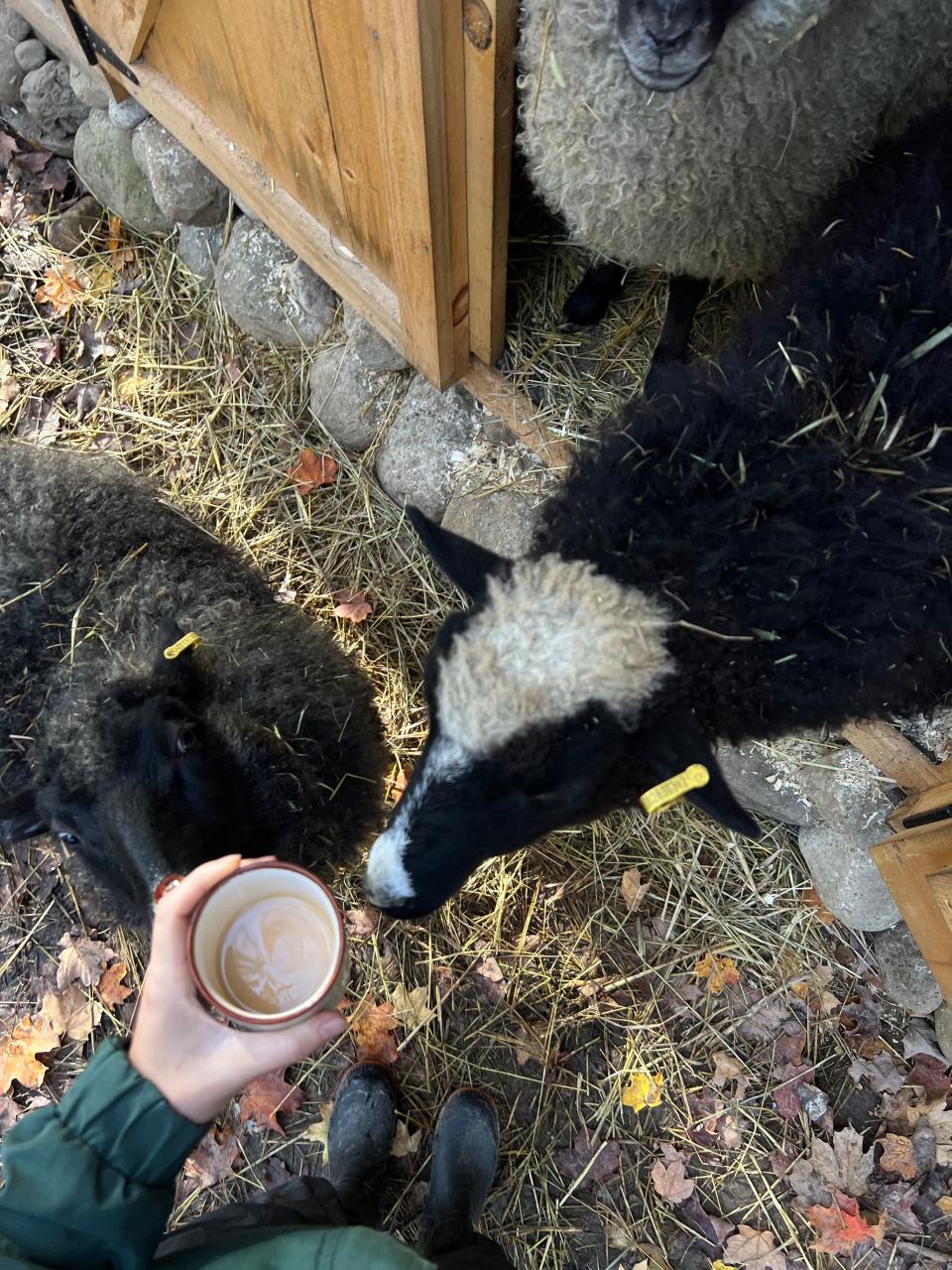 Sheep looking at a cup of coffee