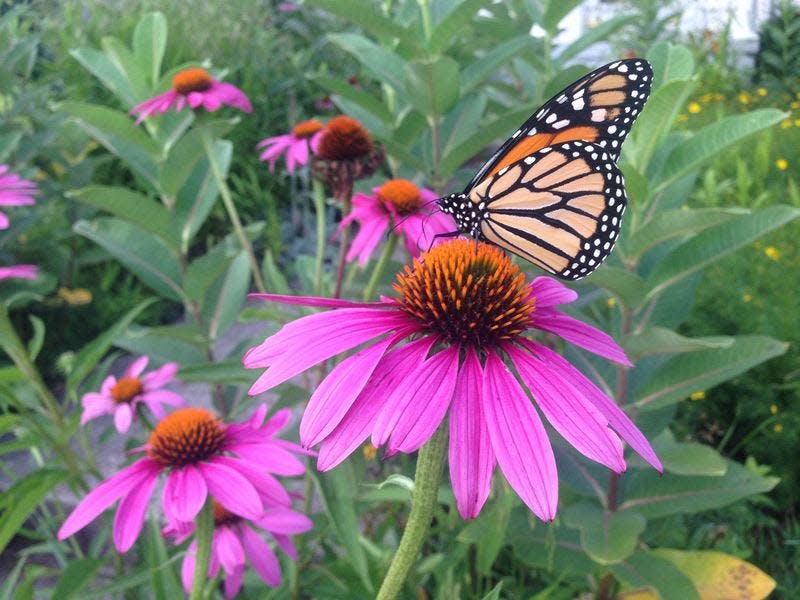 A monarch butterfly visits purple coneflowers a few years ago in the author's garden.