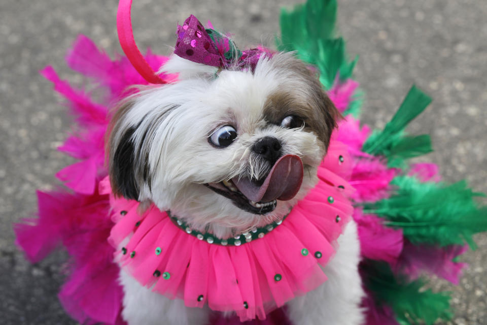 A disguised dog is seen during the "Blocao" dog carnival parade in Rio de Janeiro, Brazil, Sunday, Feb. 12, 2012. (AP Photo/Silvia Izquierdo)