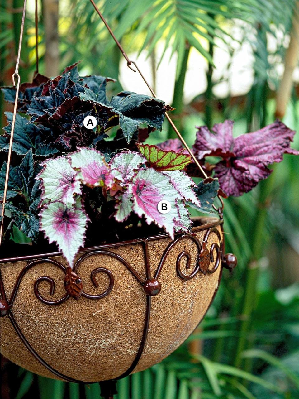 Use these easy plant-by-numbers recipes to put together the most beautiful hanging baskets in your neighborhood.