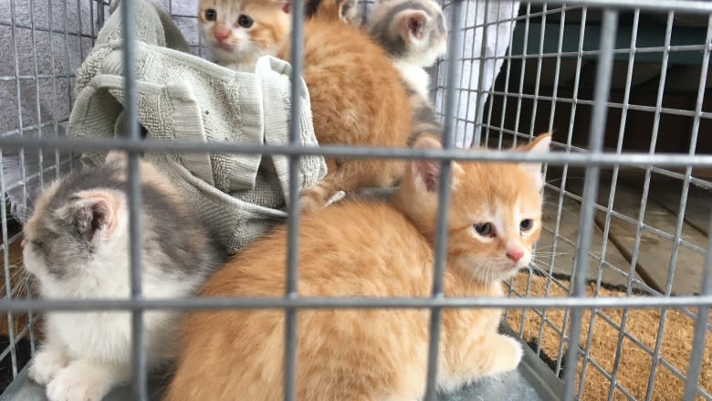 9 lives: How Cat Rescue Maritimes continues to soldier on