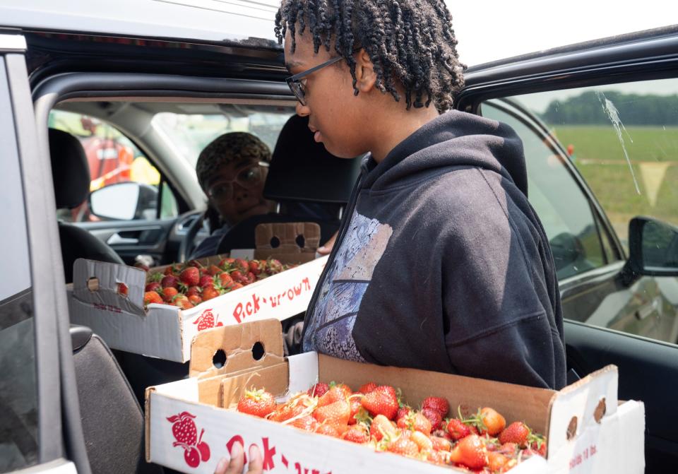 Kylie Bailey loads 10-pound flats of strawberries into her car on opening day at Whittaker’s Berry Farm in Ida on Wednesday, June 7, 2023. The Whittakers have 14 acres of strawberries to share with the community during their brief 18-21 day season.