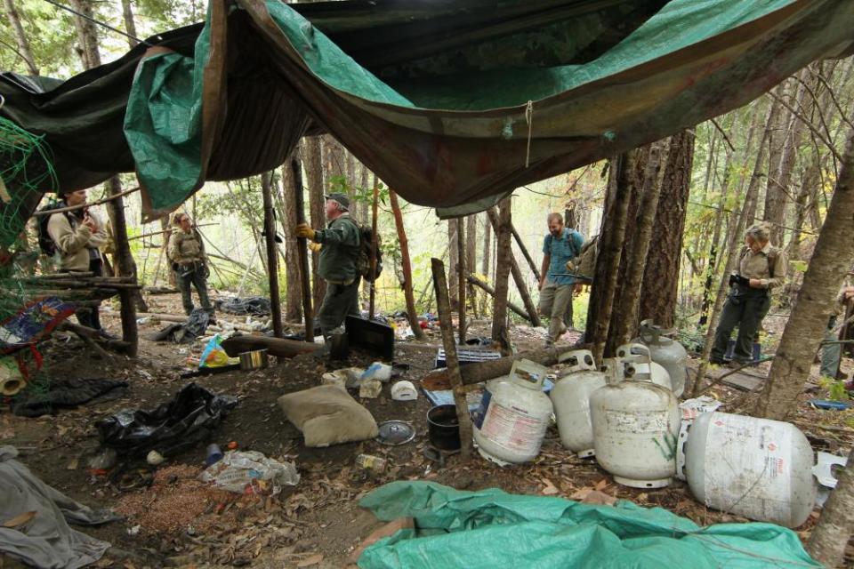 The Cannabis Removal on Public Lands Project sees US Forest Service rangers, local law enforcement, scientists and conservationists investigate a so-called trespass grow where there are nearly 9,000 cannabis plants in the Shasta -Trinity National Forest in Calif.