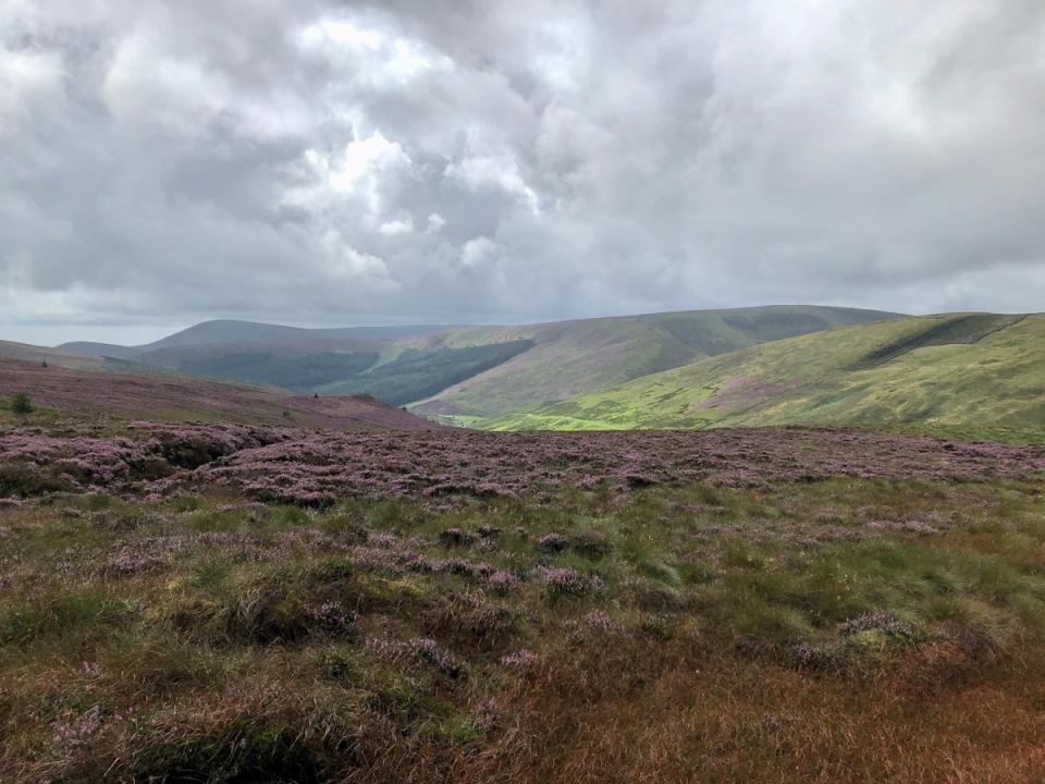 Bowland, which remains a stronghold for hen harriers (Emily Beament/PA)