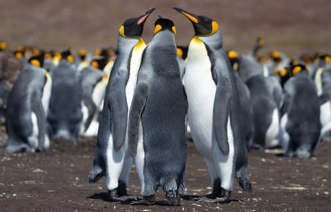 King Penguins - Credit: Getty