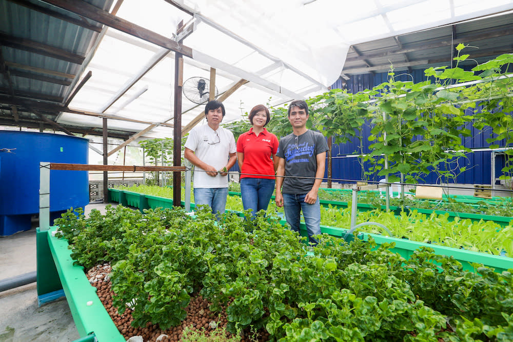 (From left) Shum Chong Bon, Yoon Wong, and Chin Kwe Fok began cultivating the farm last year. — Pictures by Firdaus Latif
